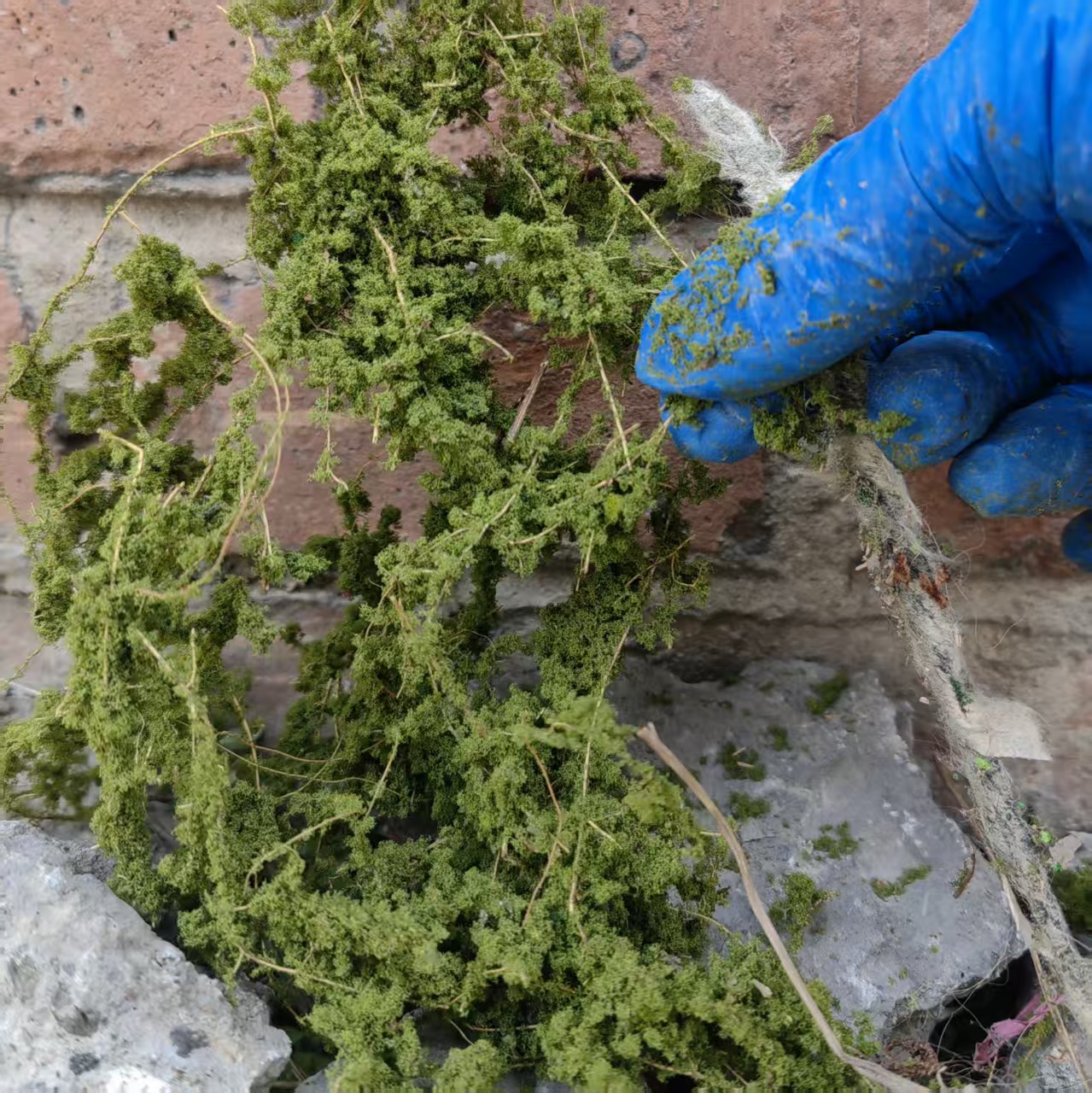 DIY Miniature Shrubs Bushes Fo - Esports Gaming Desk incelemesi ve fiyatı